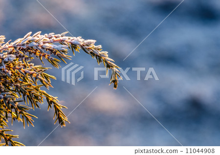 Frosty juniper 11044908