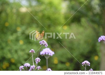 Yanagi Hanaka和一隻蝴蝶 Yanagi Hanaka和一隻蝴蝶 11044971