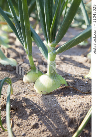 Onion farm 11045029