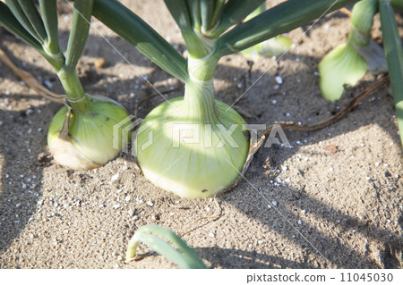 Onion farm 11045030