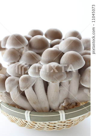 丹波Shimeji 11045073