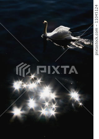 Swan Swan 11045124