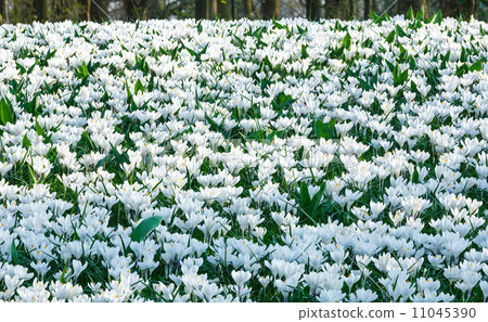 Spring white crocuses 11045390