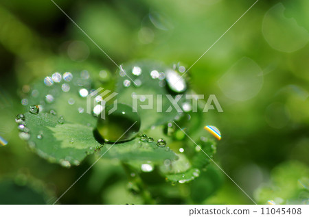 與水傾吐的四葉茂盛背景 與水傾吐的四葉茂盛背景 11045408