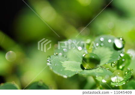 與水傾吐的四葉茂盛背景 與水傾吐的四葉茂盛背景 11045409