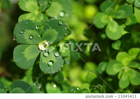 與水傾吐的四葉茂盛背景 與水傾吐的四葉茂盛背景 11045411