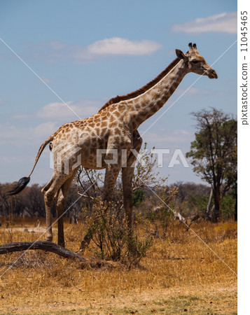 Giraffe in savanna Giraffe in savanna 11045465