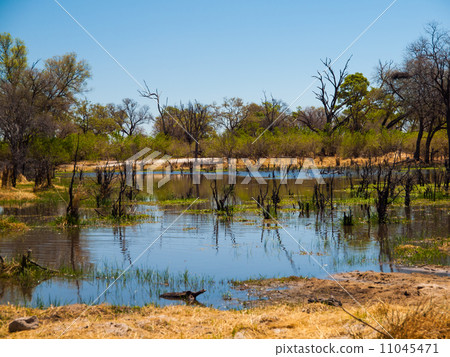 Landscape at Okavango river Landscape at Okavango river 11045471