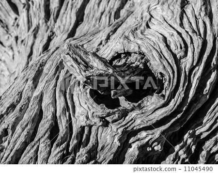 Knot of old dry tree Knot of old dry tree 11045490