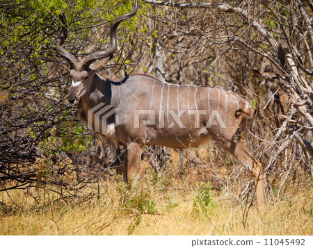 Kudu antelope Kudu antelope 11045492