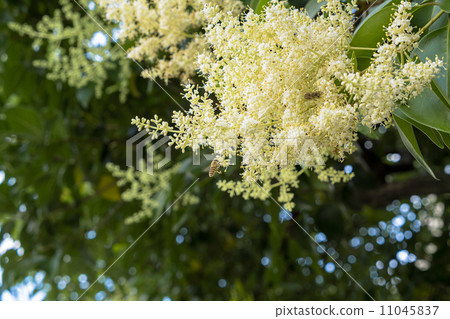 Flower and bee of Spotted Lily 11045837