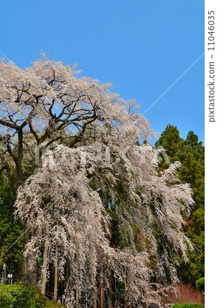 Cherry blossoms in Japan 11046035