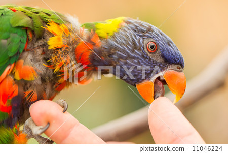 Australian Rainbow Lorikeet, Trichoglossus moluccanus 11046224