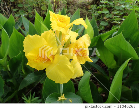 Brilliant Canna flower Brilliant Canna flower 11046265