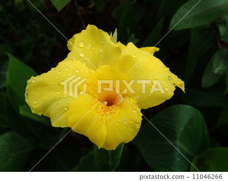 Water drops on flower of Hanakanna Water drops on flower of Hanakanna 11046266