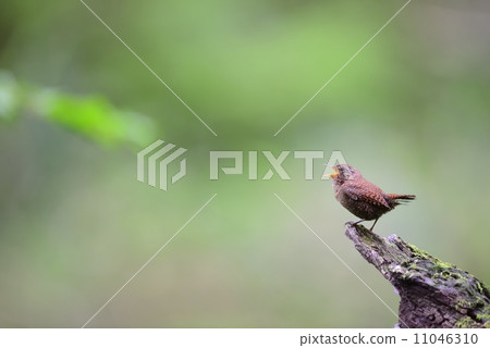 Flying fish 11046310