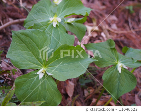 Enrace（Kasama / Saitama ken） 11046522