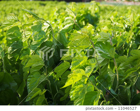 Mulberry field (Fukaya city, Saitama Prefecture) Mulberry field (Fukaya city, Saitama Prefecture) 11046527