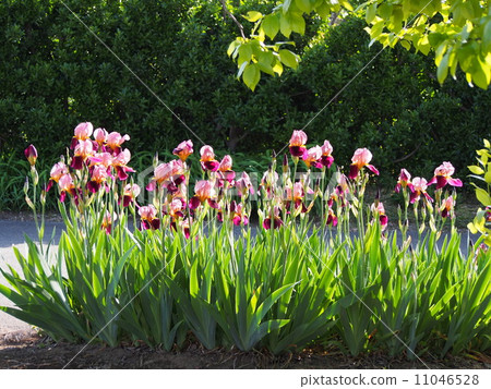German · Iris flowers (Fukaya city, Saitama Prefecture) 11046528