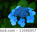  hydrangea 11046857