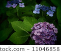  hydrangea 11046858