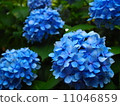  hydrangea 11046859