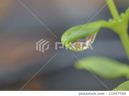 小生命 小生命 11047590