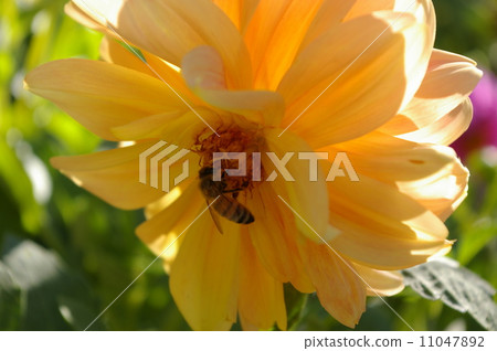 蜜蜂和鮮花 11047892