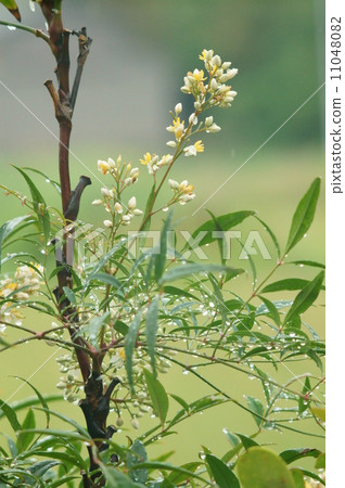 Nanten's Flower · Rain 11048082