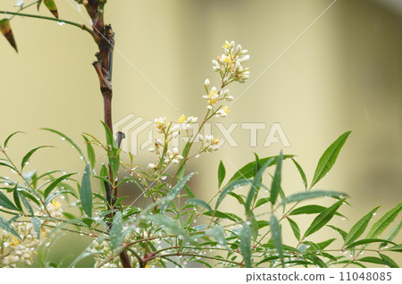 Nanten's Flower · Rain 11048085