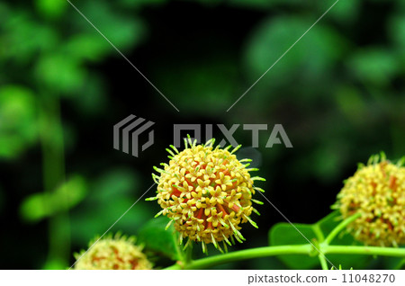 偽君子花 偽君子花 11048270