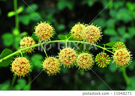 偽君子花 11048271