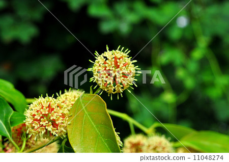 Hypocrite flowers Hypocrite flowers 11048274