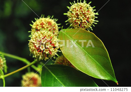 偽君子花 偽君子花 11048275