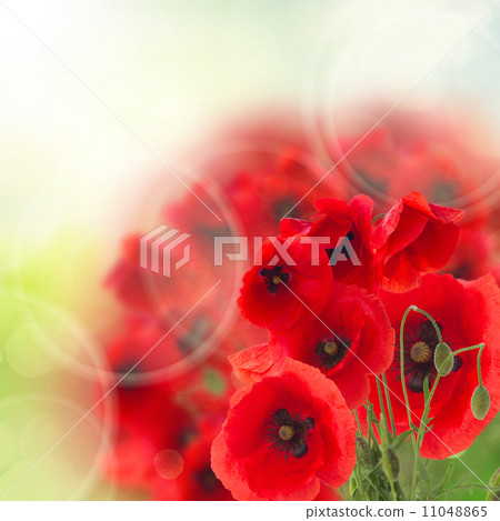 field of poppy flowers field of poppy flowers 11048865