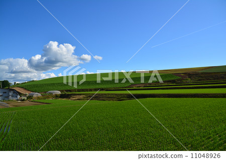 Field scenery Field scenery 11048926