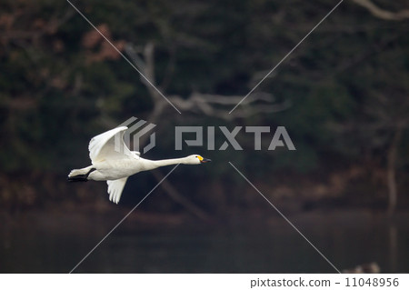 Co swan 4 11048956