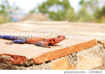 Rainbow Agama 11049022