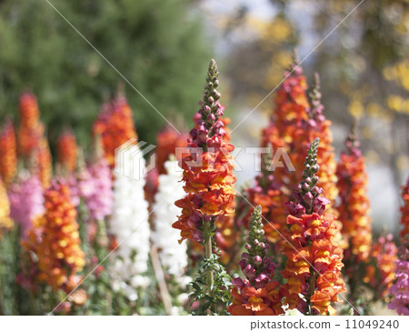 snapdragon flowers snapdragon flowers 11049240