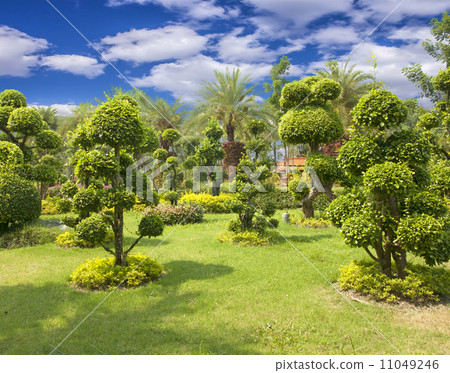 Natural bonsai tree garden 11049246