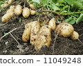 New potatoes 11049248