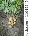 New potatoes 11049249