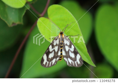 Dragonfly Edakashu Dragonfly Edakashu 11049278