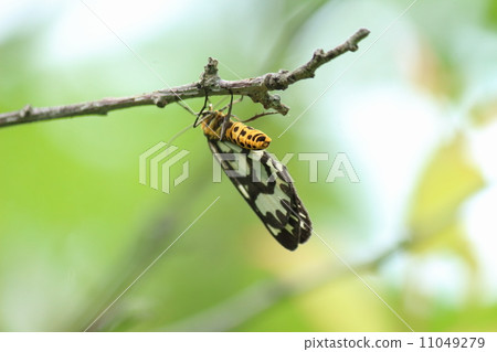 Dragonfly Edakashu Dragonfly Edakashu 11049279