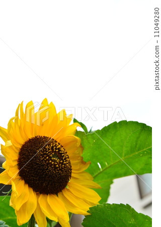Summer representative flower sunflower field Summer representative flower sunflower field 11049280