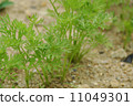 Carrots leaves 11049301