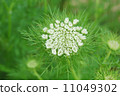 Ginseng flowers 11049302