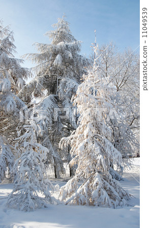 Winter fir Winter fir 11049539