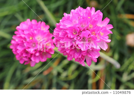 阿爾梅里亞·Caespitosa 11049876