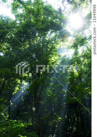 Sunlight through the forest 11049998